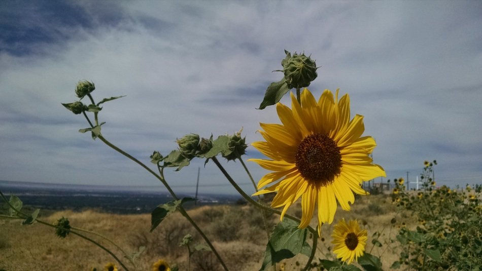 Landscape with the sunflowers near the water in summer