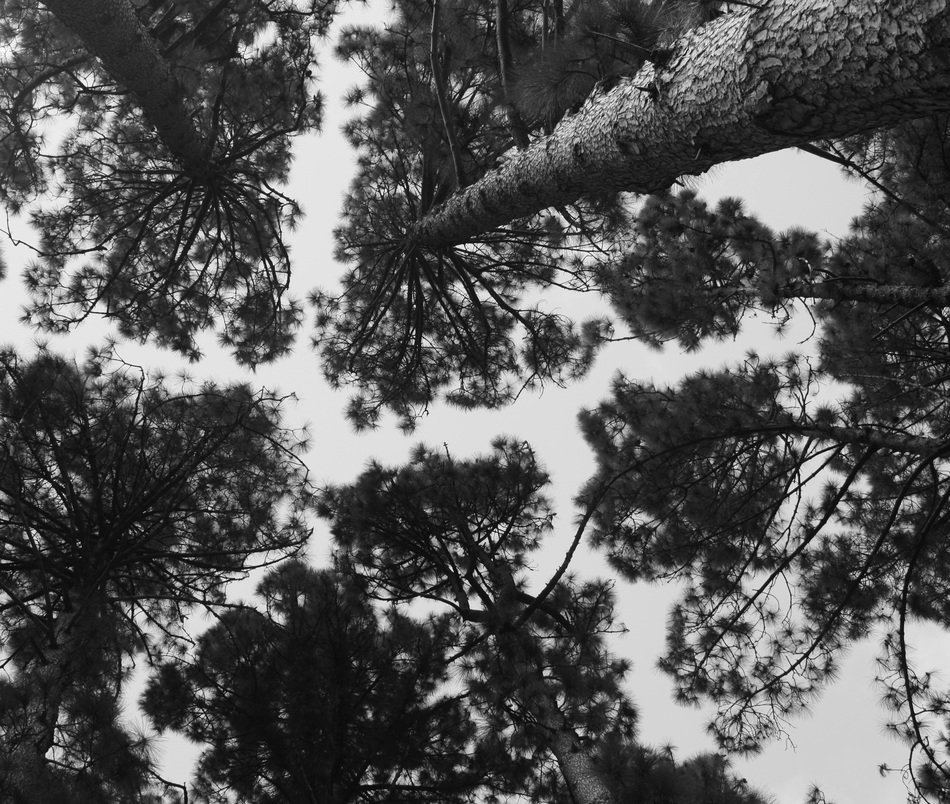 black and white photo of treetops