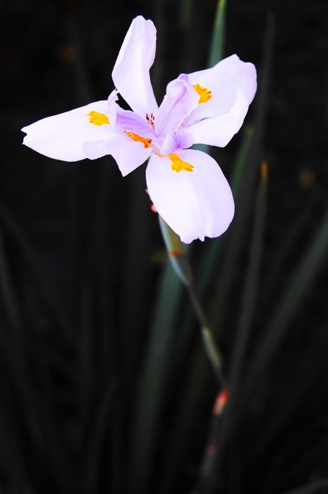 flower in nature