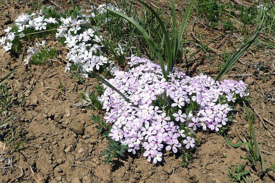 cluster of wildflowers