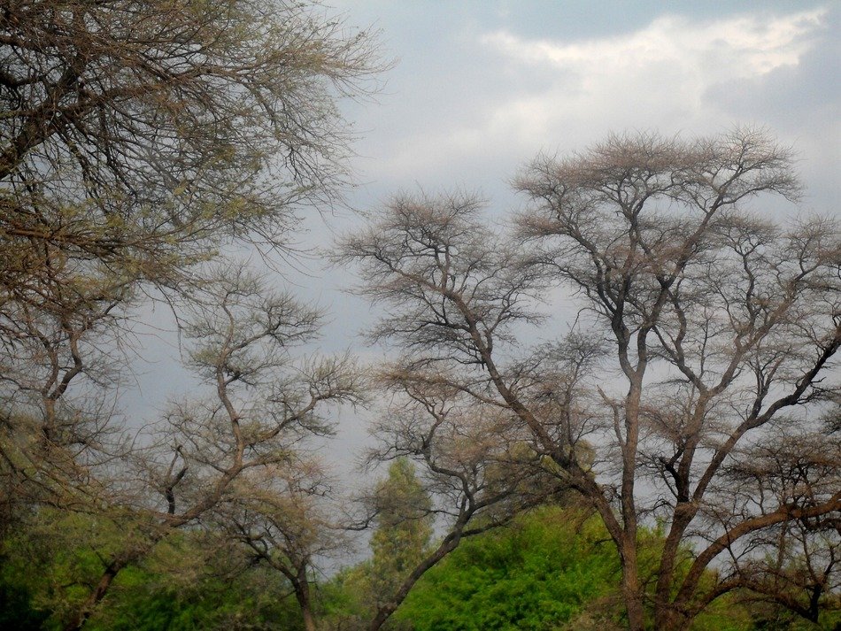 trees with large branches