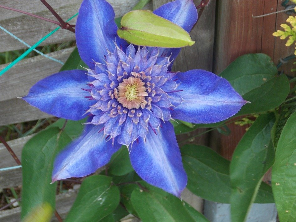 blue clematis and green leaf