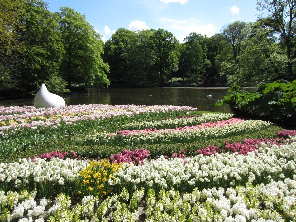 flower field in the garden