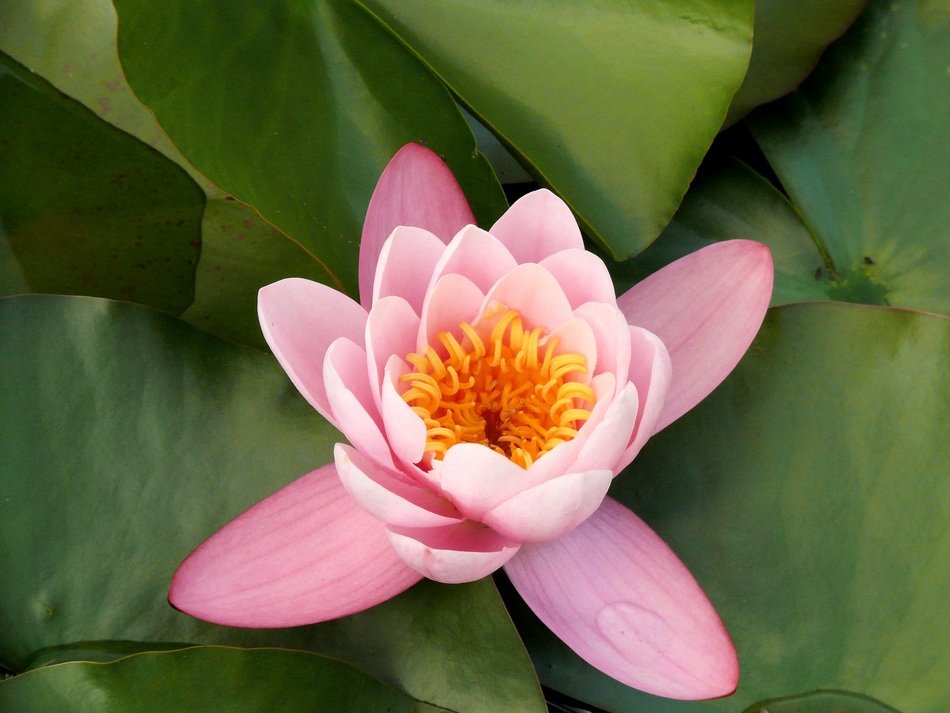 Close-up of the beautiful young pink and orange lotus