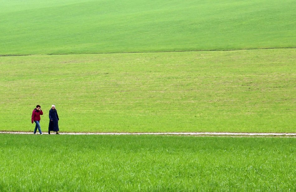 promenade in the green grass meadow