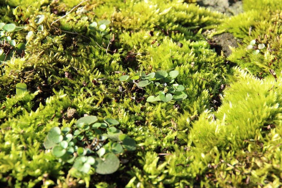 Curly green moss in the forest