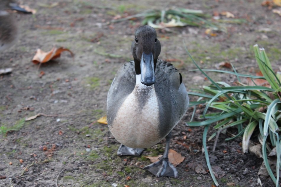 Duck in Aranjuez