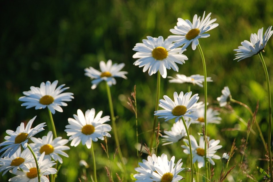 White meadow flowers among green grass free image download