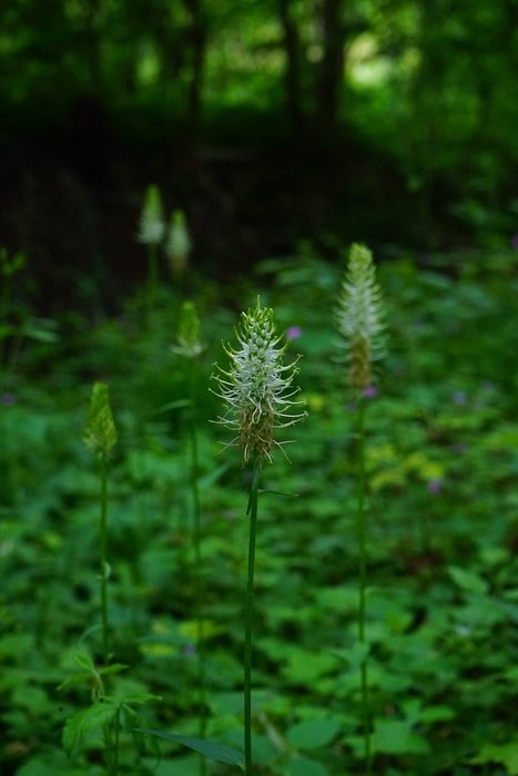 phyteuma spicatum flower in the forest