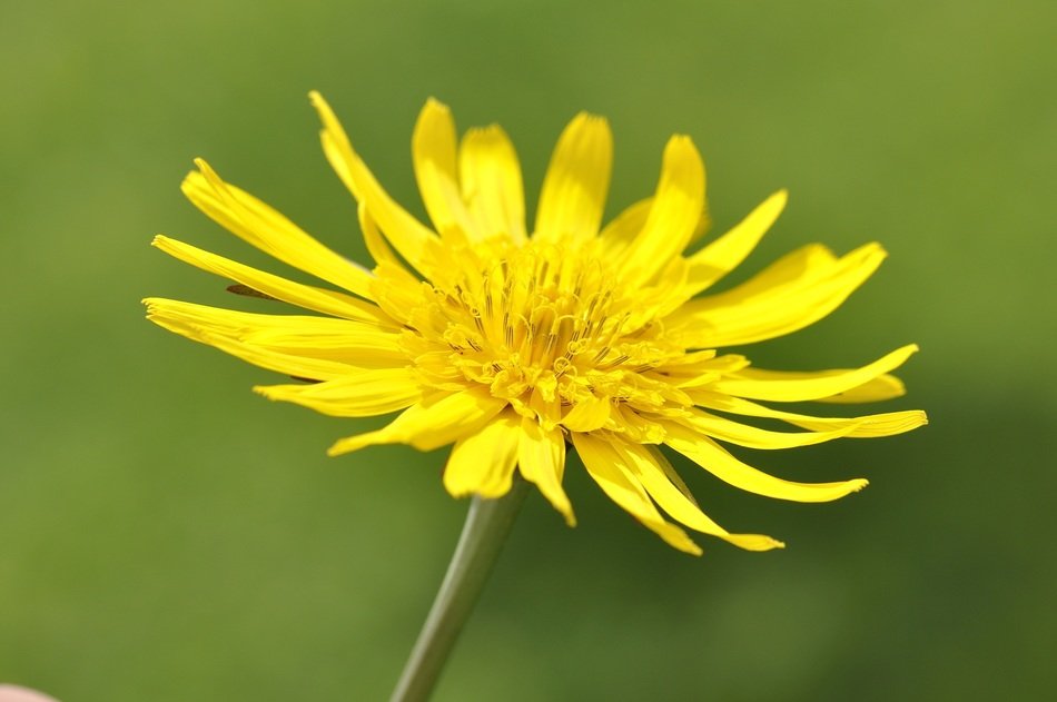 Close-up of the beautiful, big yellow dandelion on a green background