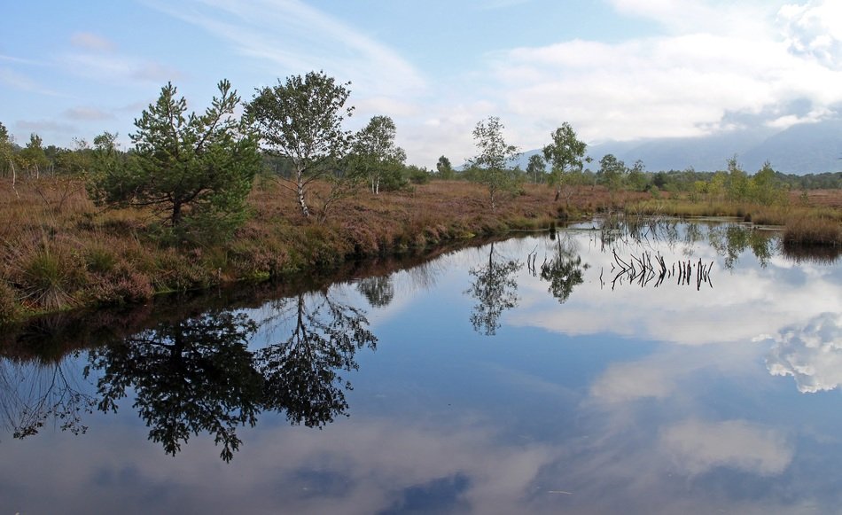 trees on the swamp shore at dusk