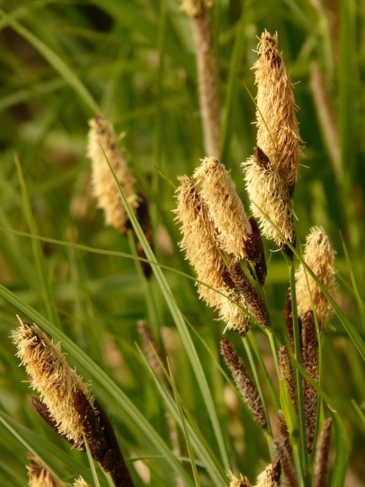 Sharp swamp sedge