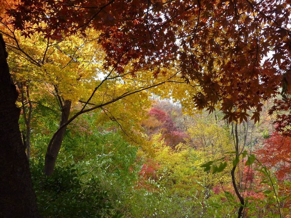 landscape of autumn nature in the forest