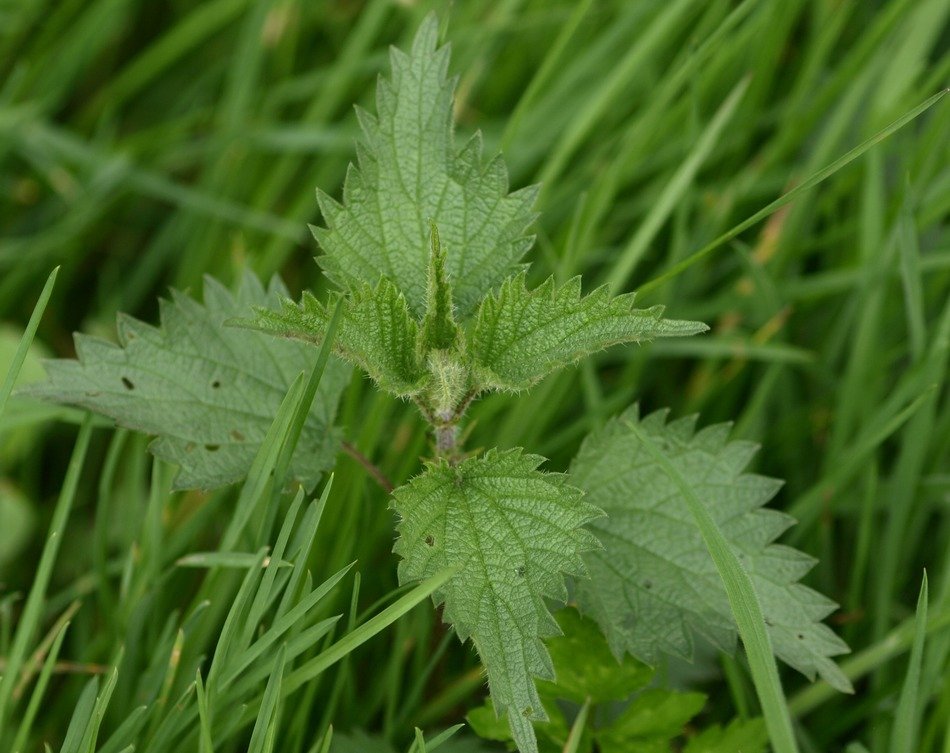 Stinging nettle in the green grass