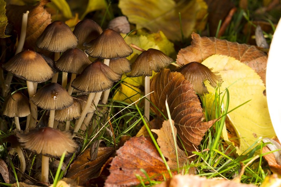 mushrooms on the ground among the dry leaves