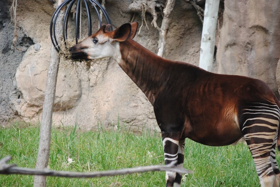 brown okapi on green grass