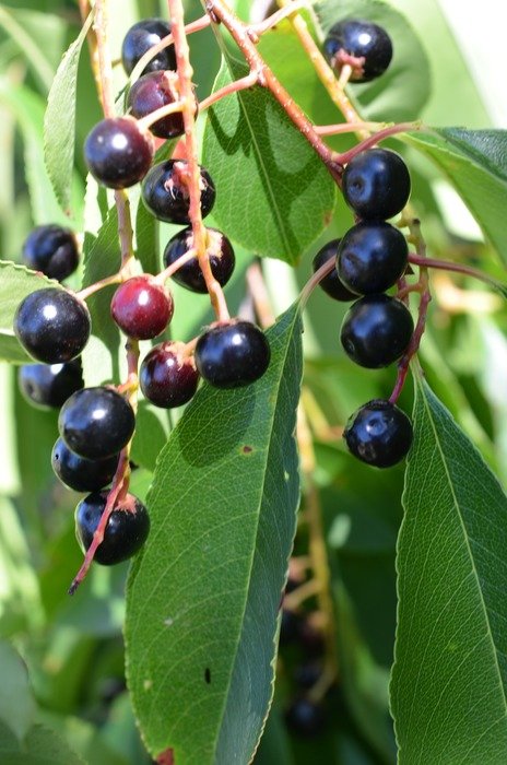wild berries on a bush in the forest