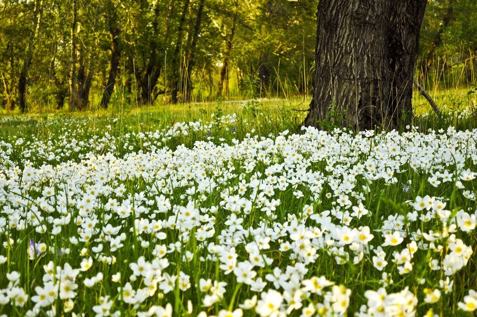 flowers white fields gardens trees
