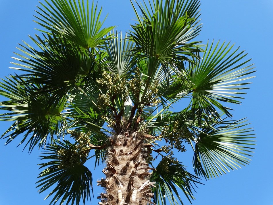 palm leaf on the blue sky