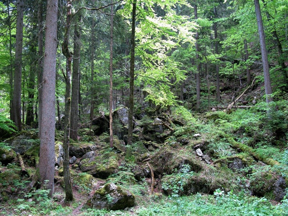 Christine pollatschlucht forest