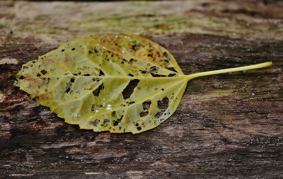 dry green leaf closeup