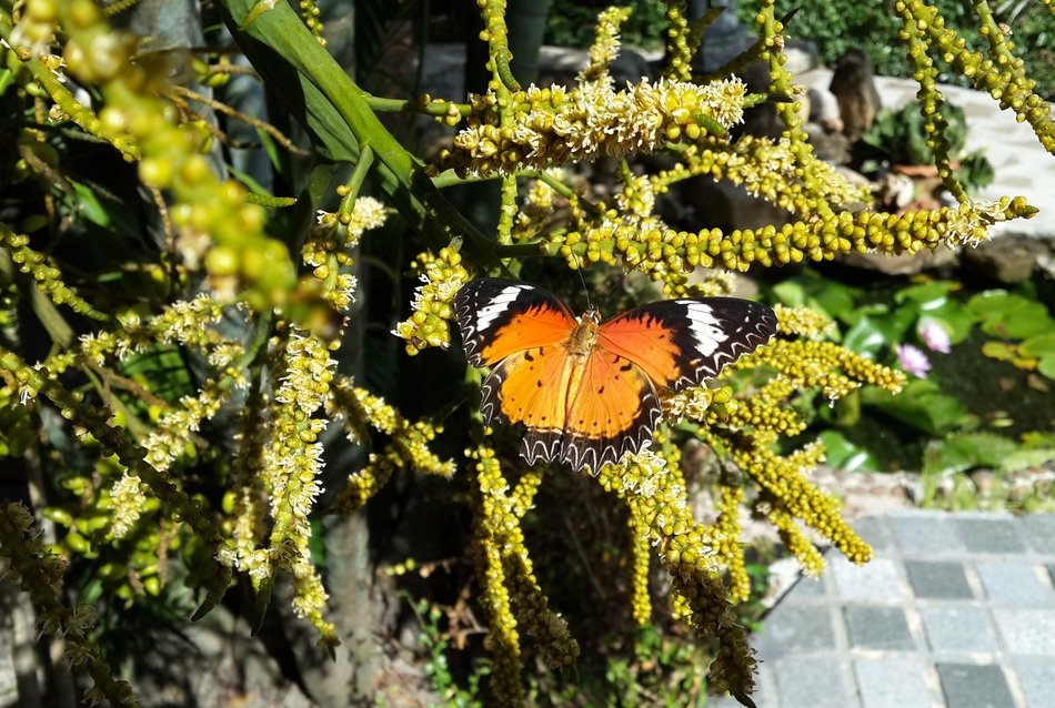 tropical butterfly on the bush