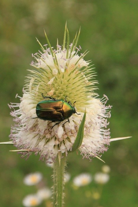 Beetle on the laciniatus flower
