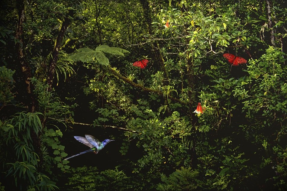 hummingbird in the jungle