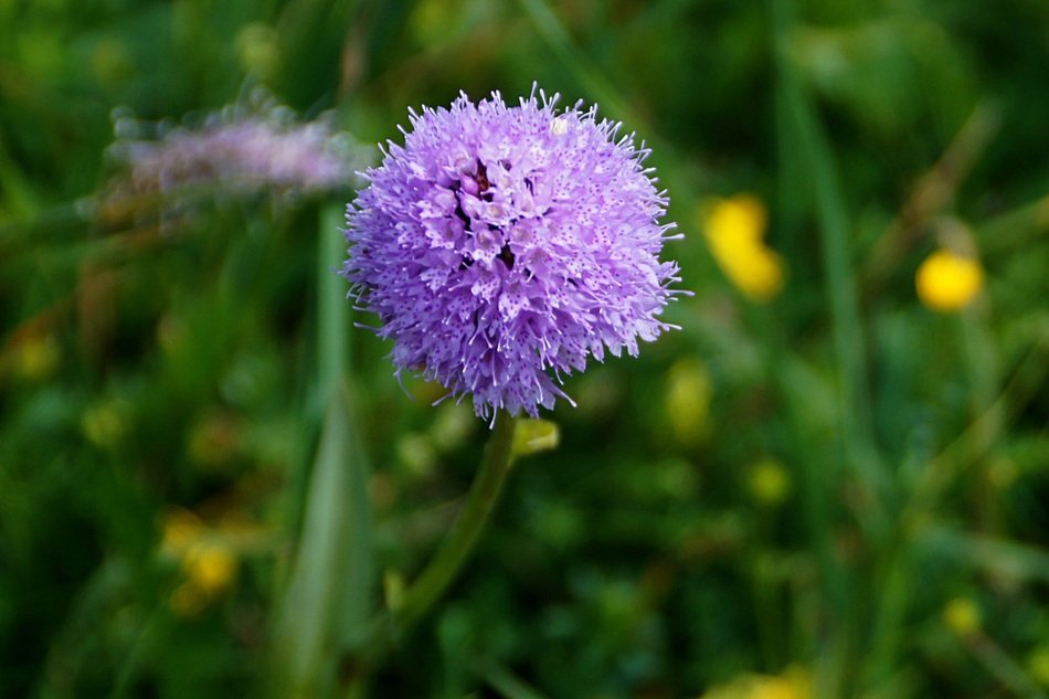 kugelorchis traunsteinera