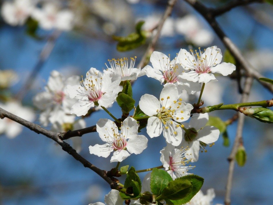 blooming of the wild plum spring