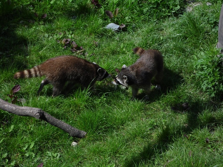 furry raccoons on green grass