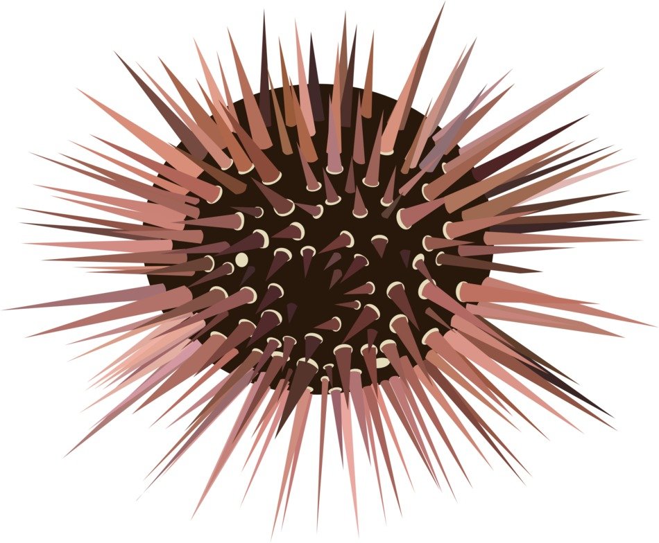 graphic image of a sea urchin