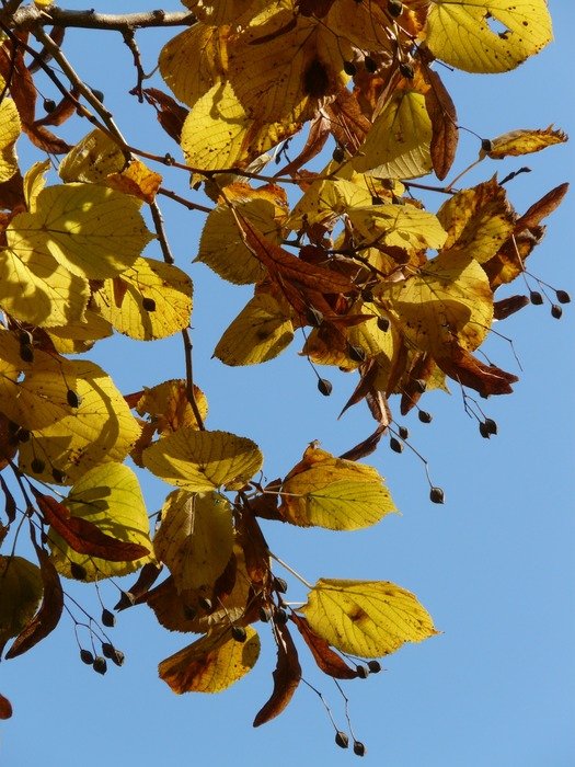 linden leaves on the background of the autumn sky