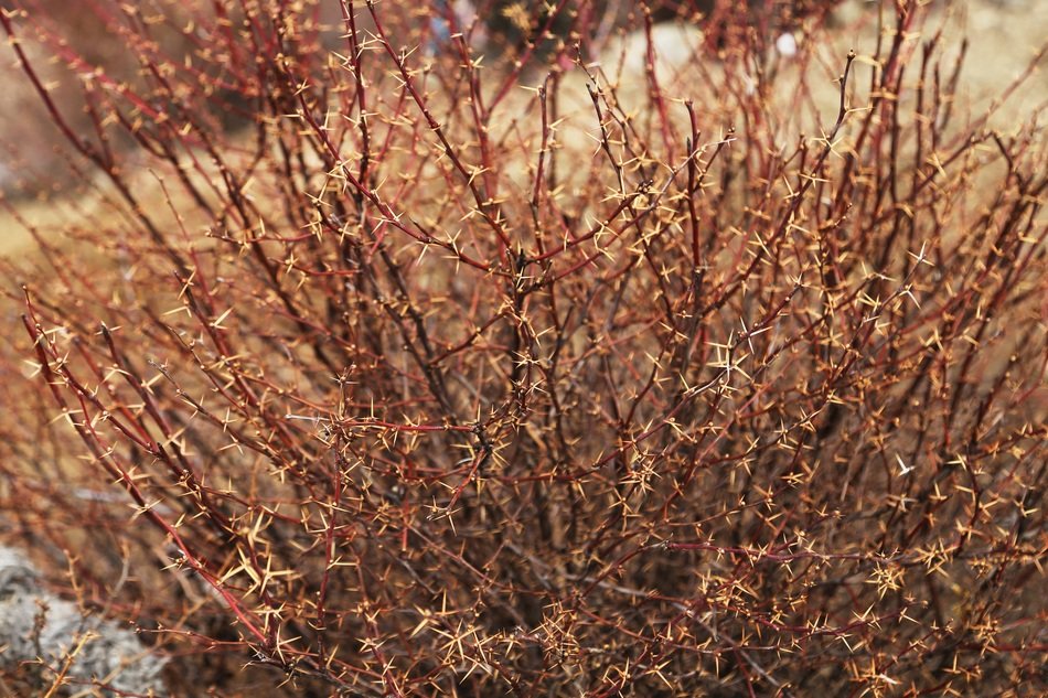 Beautiful and colorful thorn bush in Tibet