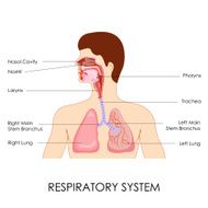 Respiratory System N5