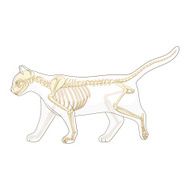 Cat skeleton veterinary vector illustration N7