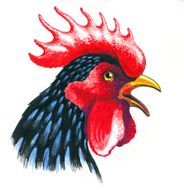 Angry Black Rooster Mascot Head