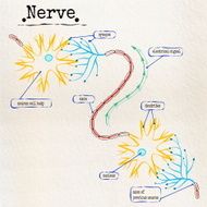 structure of the human nerve