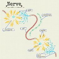the human nerve structure