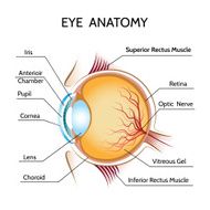 Eye Anatomy N3