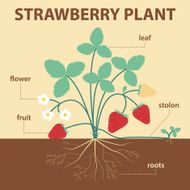 strawberry plant N2