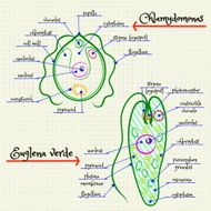 the structure of Chlamydomonas and Euglena