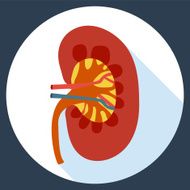 Flat design icon of human kidney anatomy N2