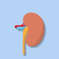 Vector flat kidney icon N4