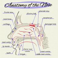 structure of the human nose
