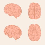 vector brain