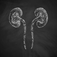 kidneys icon N8