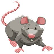 Grey rat N2