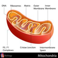 Mitochondria