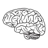 Brain N21